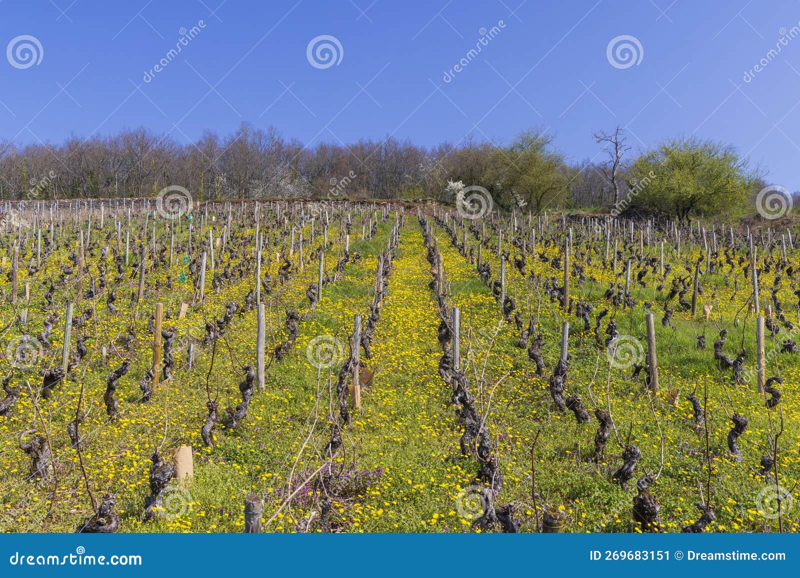 early spring vineyards near aloxe-corton, burgundy, france