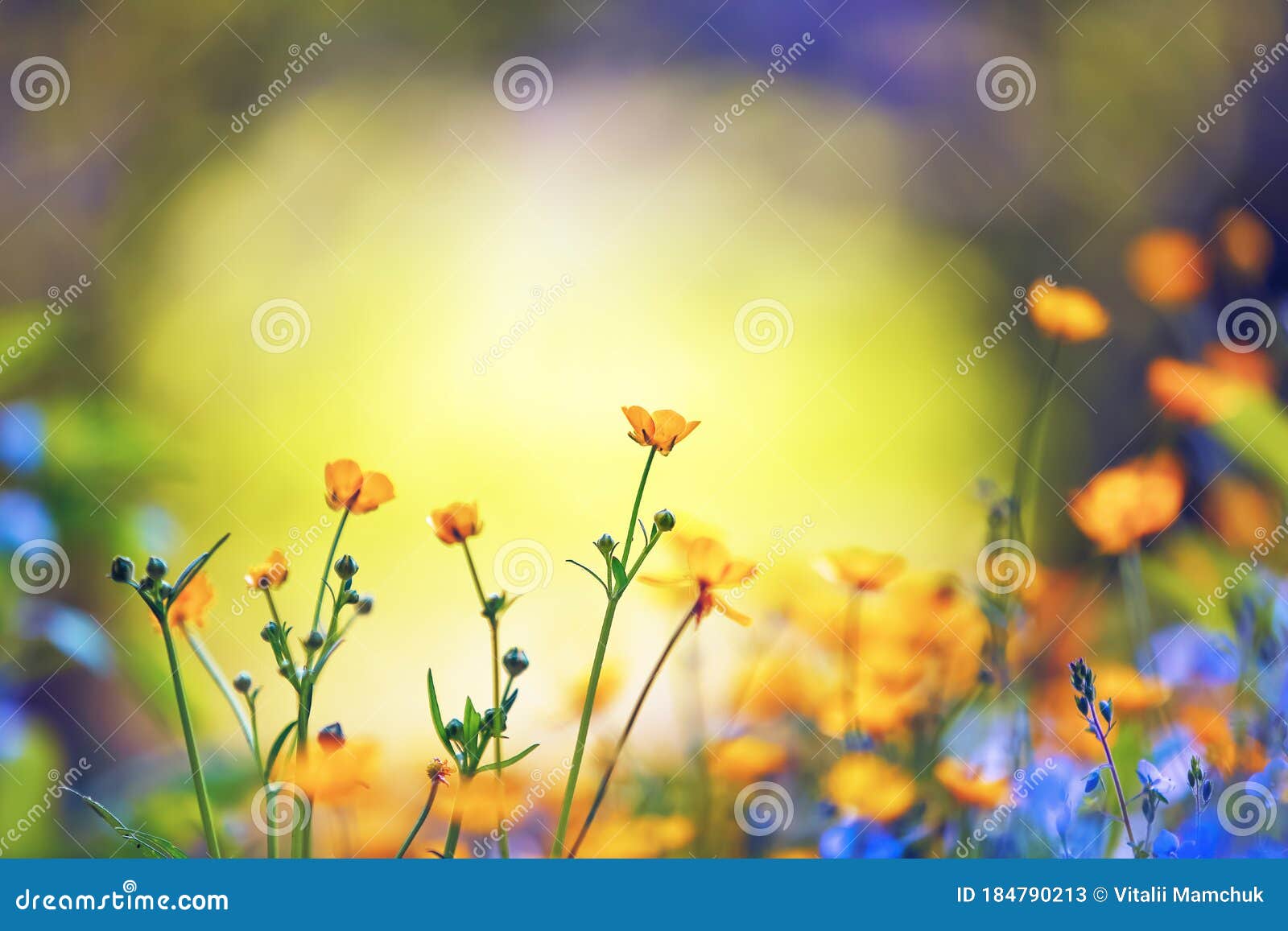Download Bright Yellow Tulips Blooming Behind a Fence in Early Spring  Wallpaper  Wallpaperscom