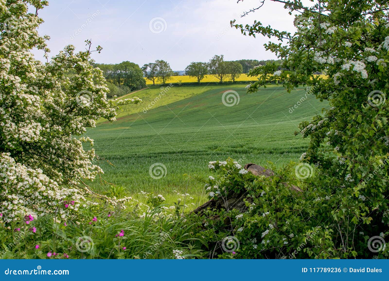 early summer view of rolling english countryside