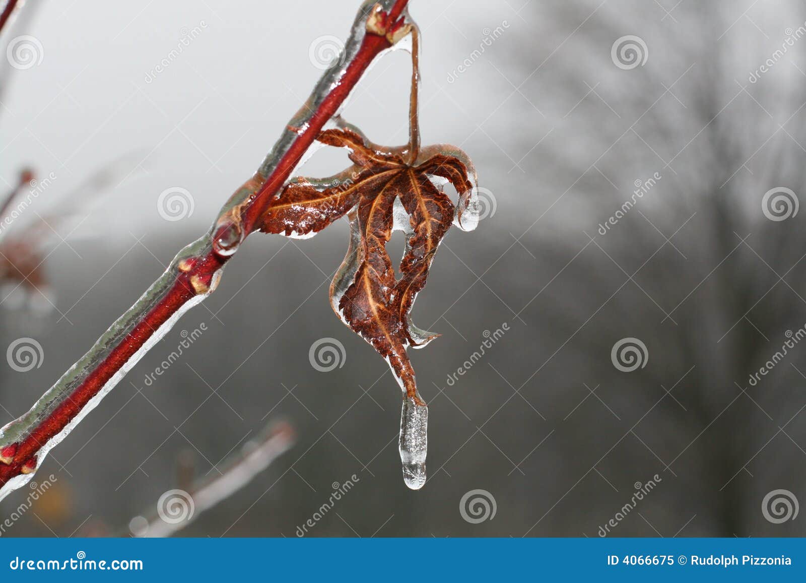 early winter freeze on leaf