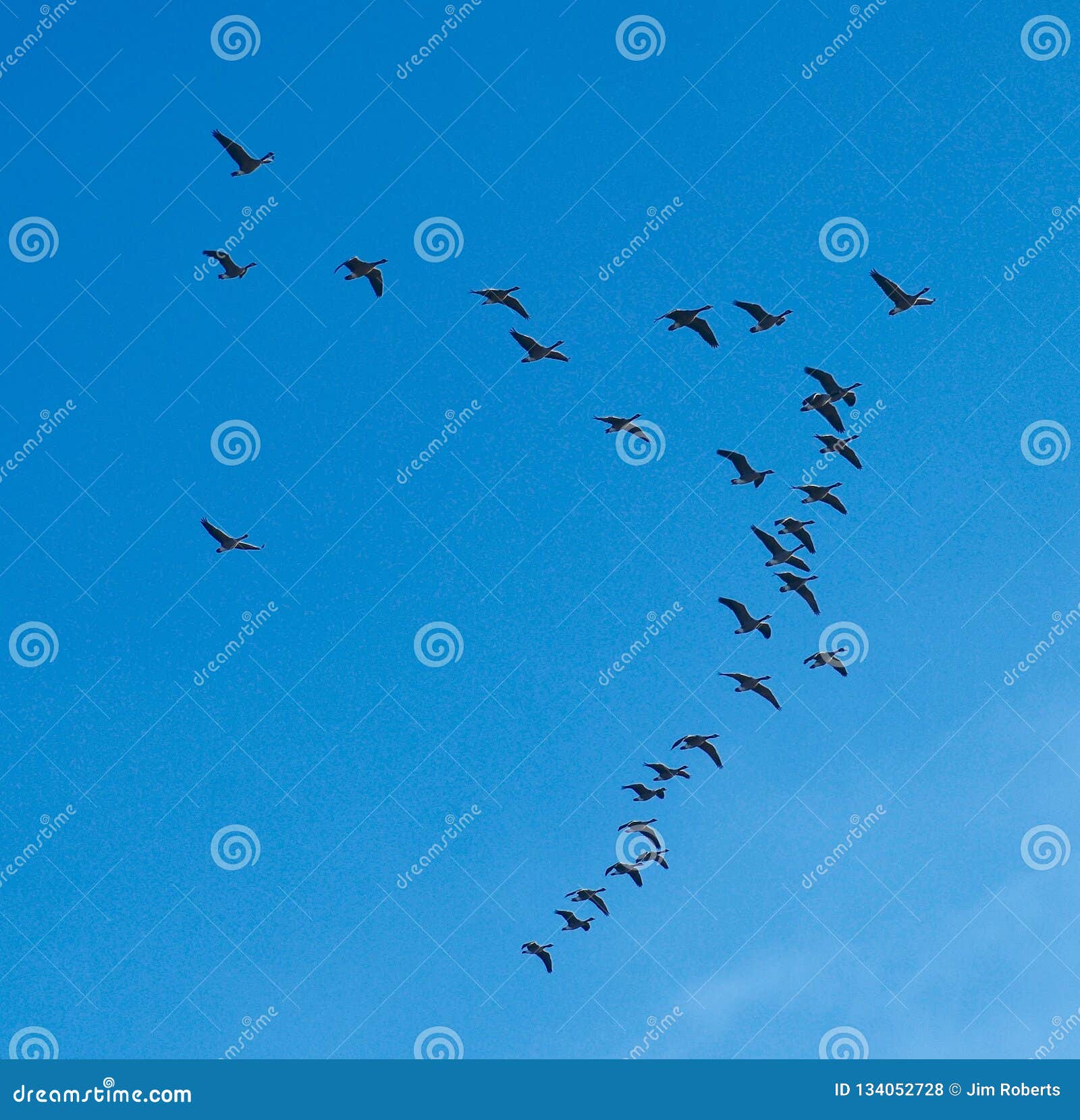 List 97+ Images the geese flying by are headed south for the winter Updated