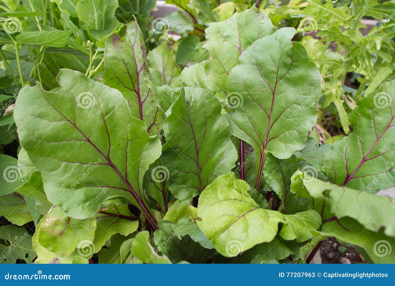 Early Wonder Beets in the Garden Stock Image Image of gardening
