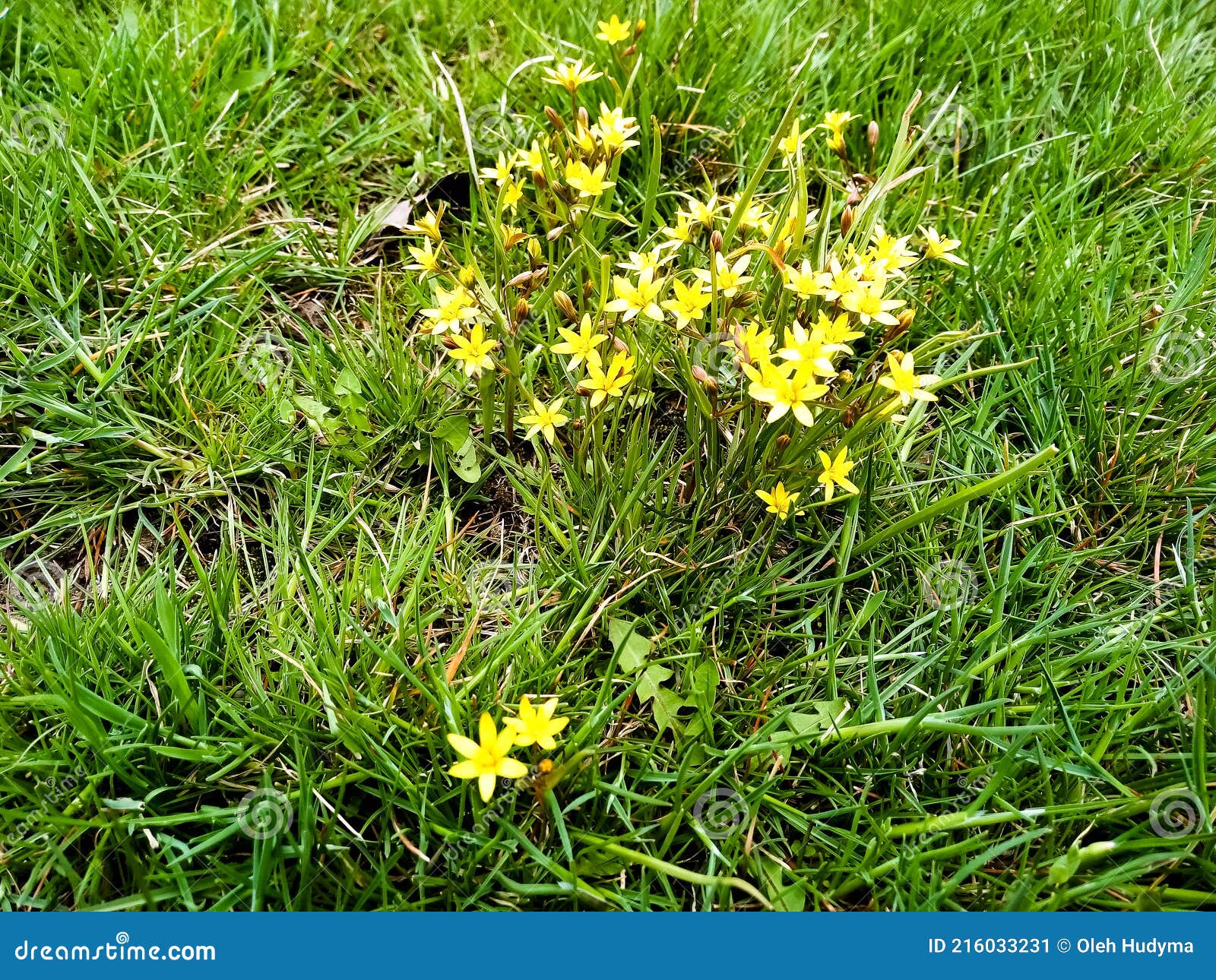 Early Yellow Flowers in Green Grass in Spring Stock Image Image of