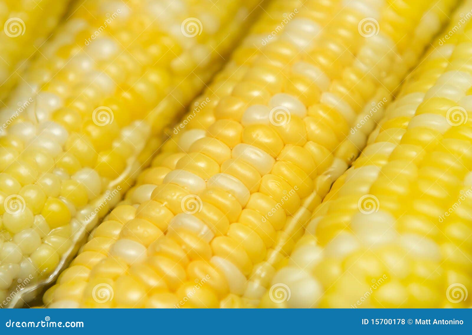 Ears of corn stock photo. Image of cook, group, kernels 15700178