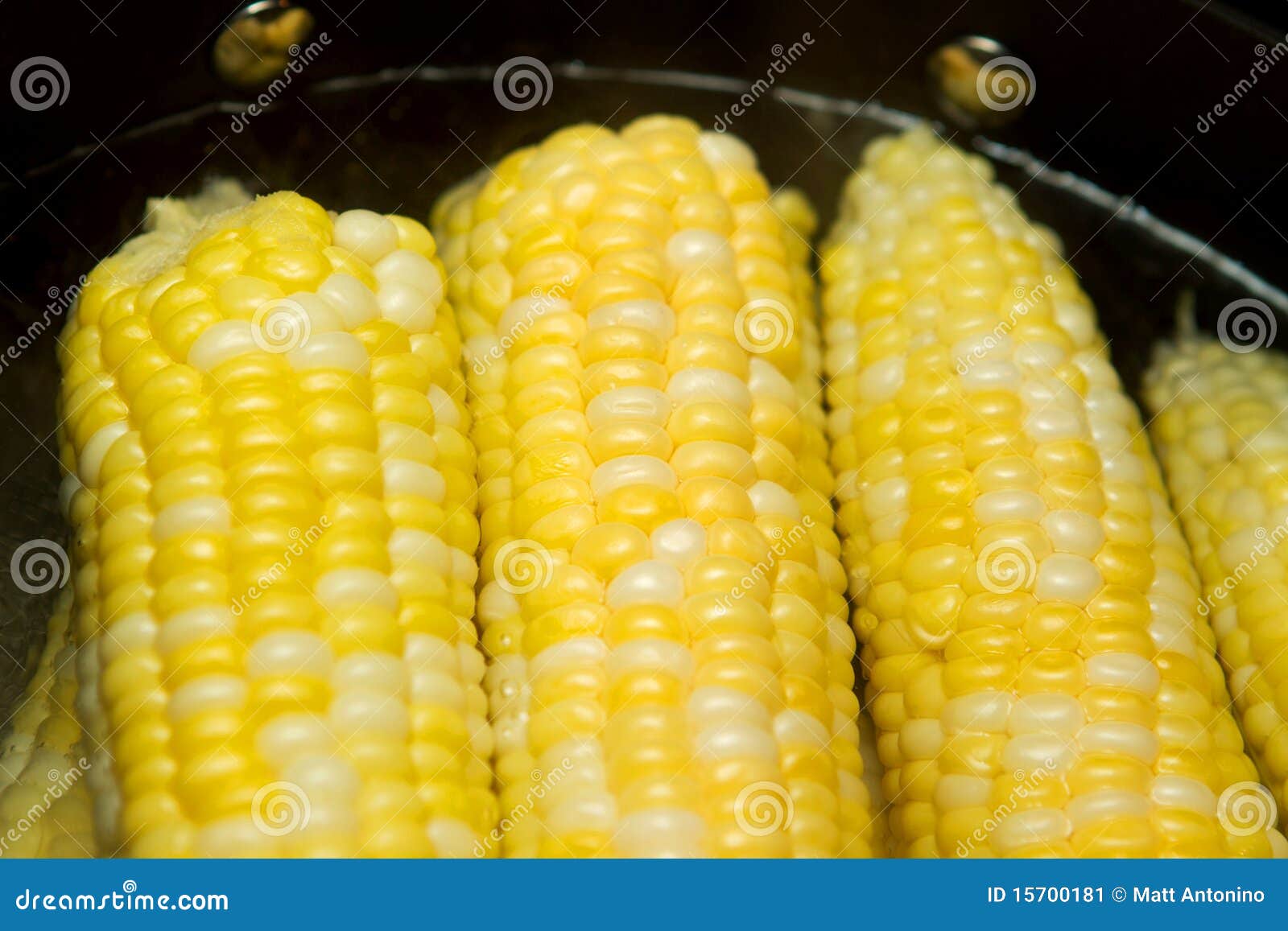 Ears of corn stock image. Image of natural, nutritious 15700181
