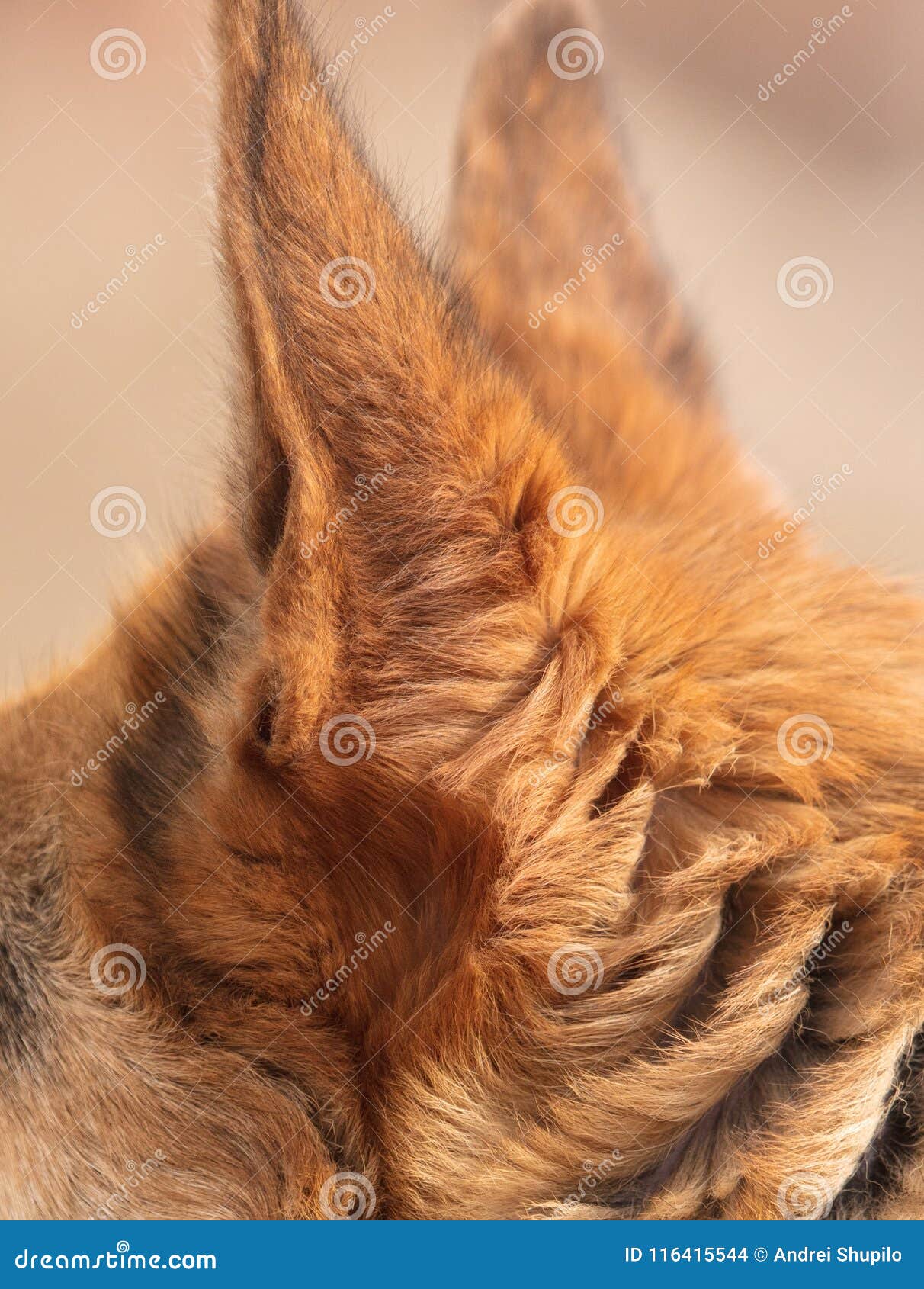 The ears of a dog stand up stock photo. Image of canine 116415544