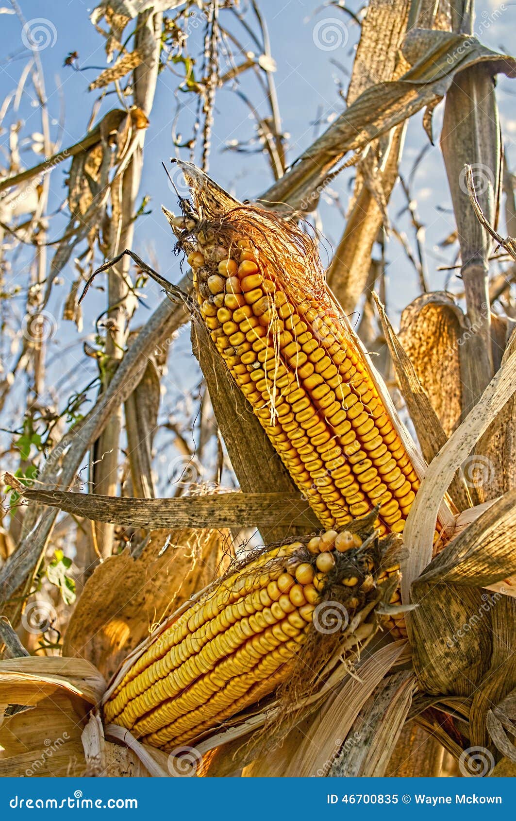 Ears of Field Corn on the Stalks in a Farm Field Stock Image Image of