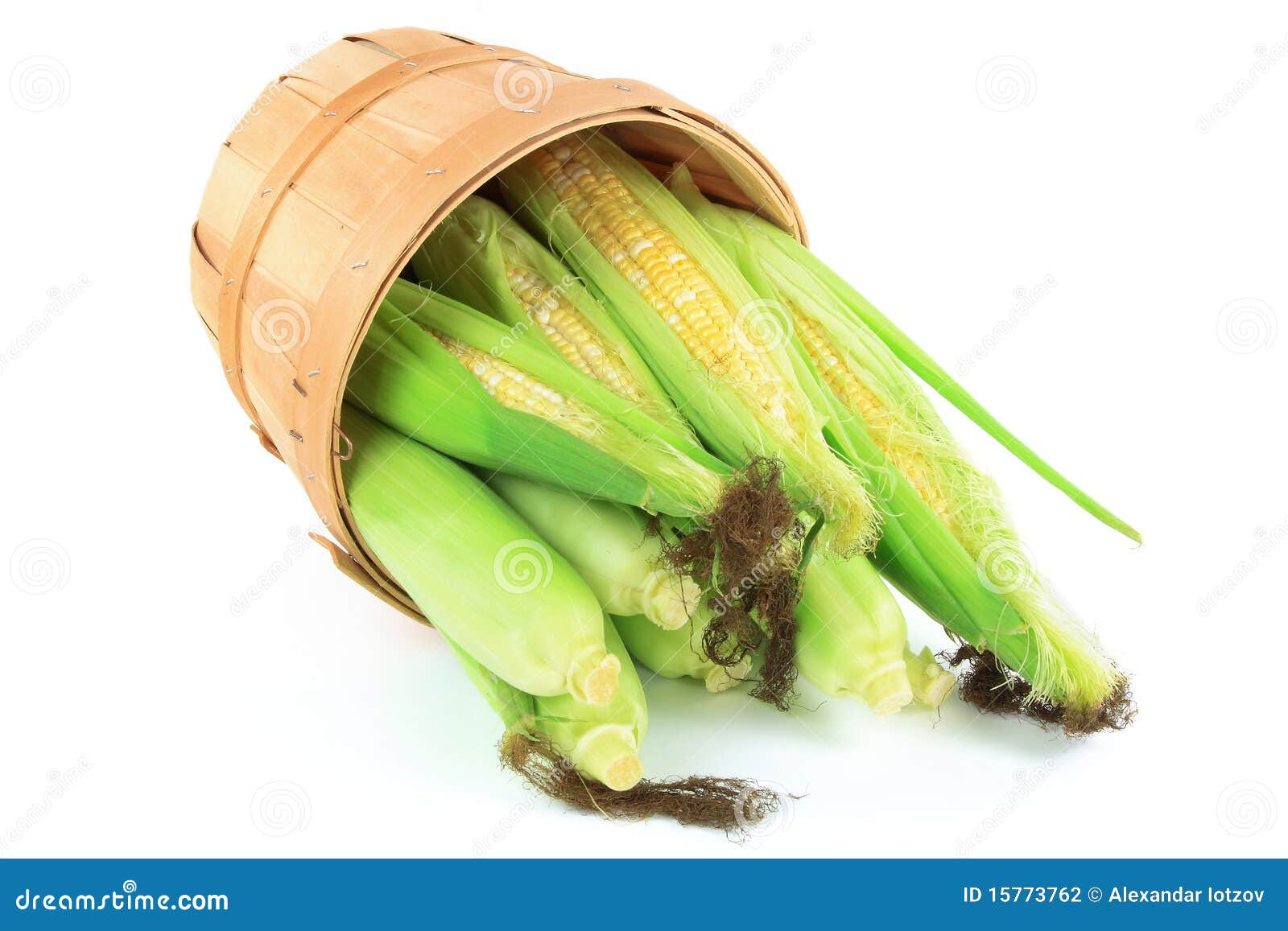 Ears of fresh corn. stock photo. Image of colour, kernel 15773762