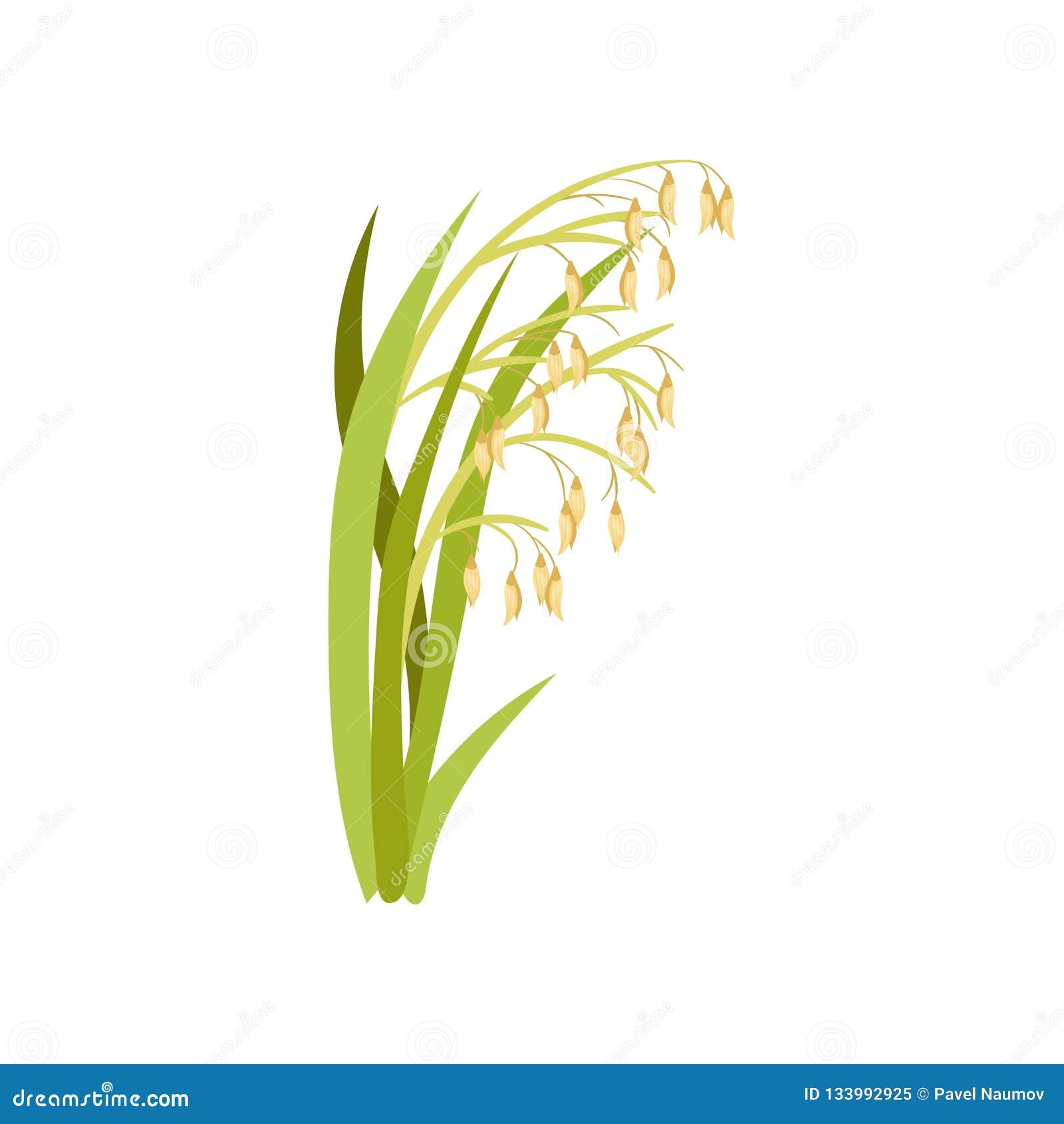 Ears Of Oats. Green Cereal Plant. Organic Agricultural ...