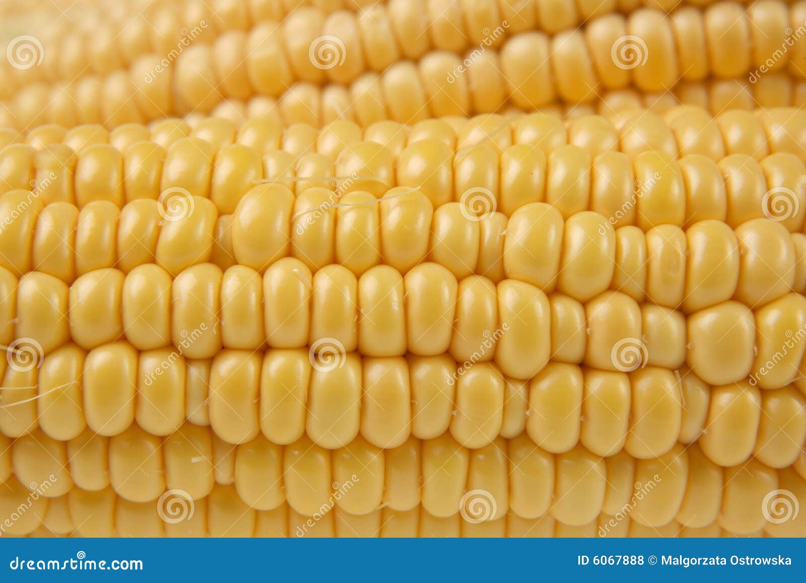 Ears Of Sweet Corn Picture. Image 6067888