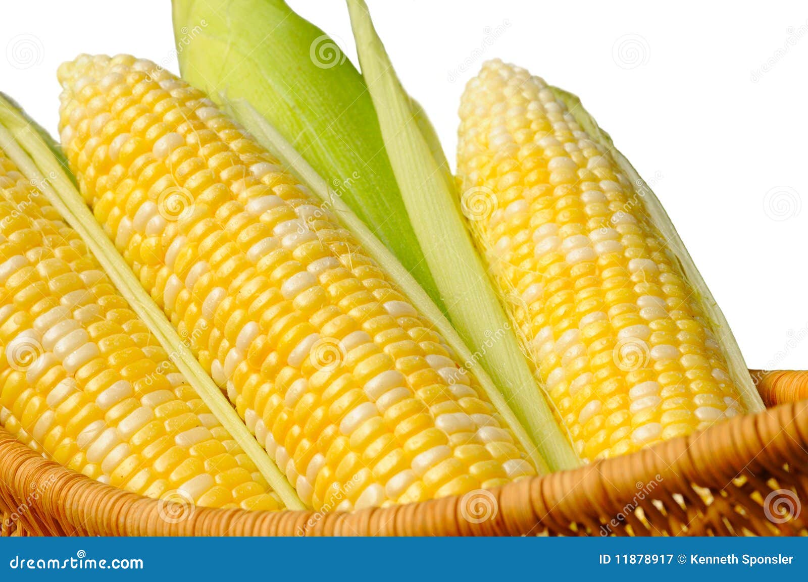 Ears of Sweet Corn, Isolated Stock Image Image of bicolored, green