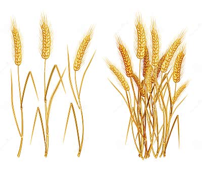 Ears of wheat stock vector. Illustration of grain, object - 10450671