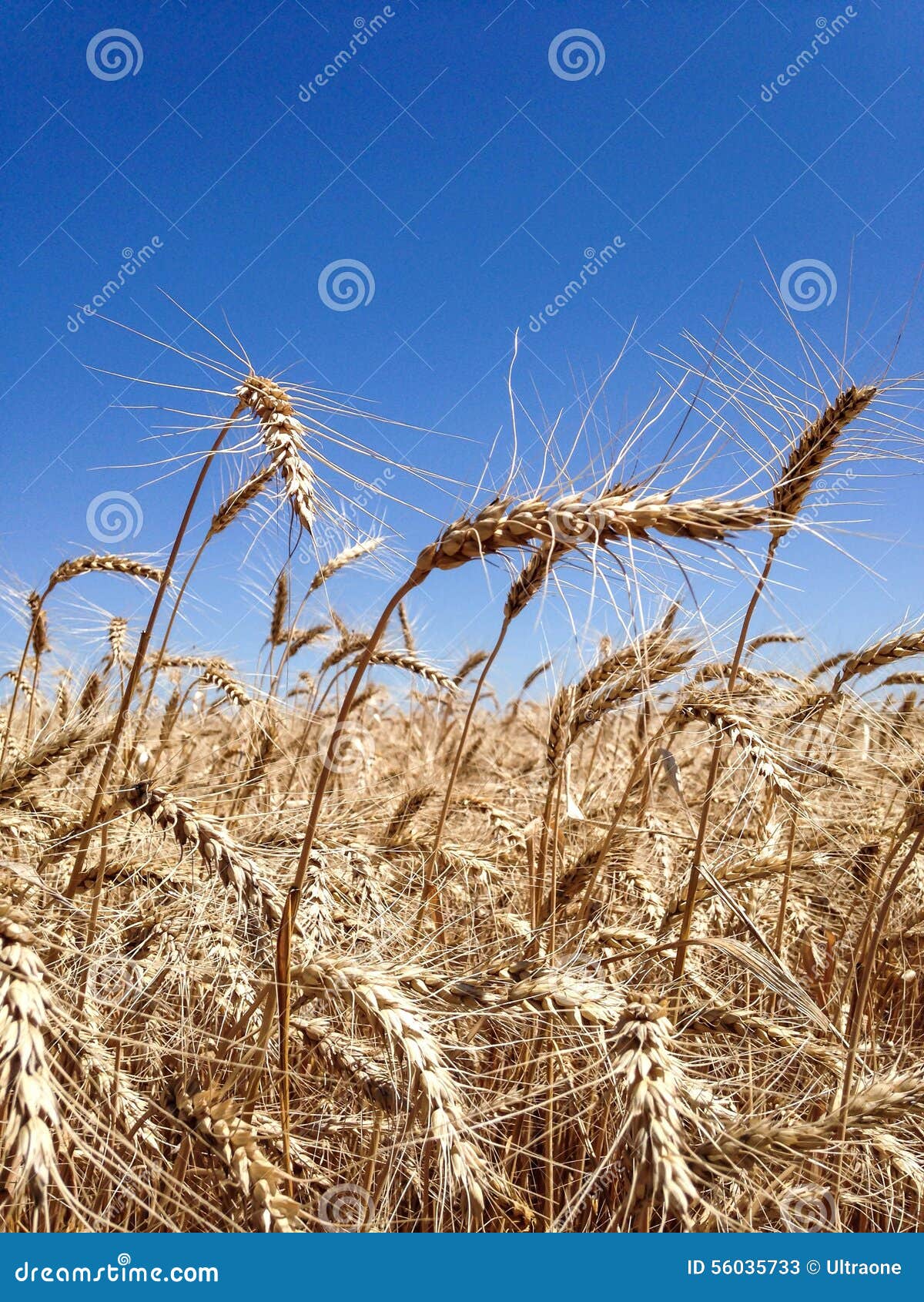 Ears of wheat against the blue sky