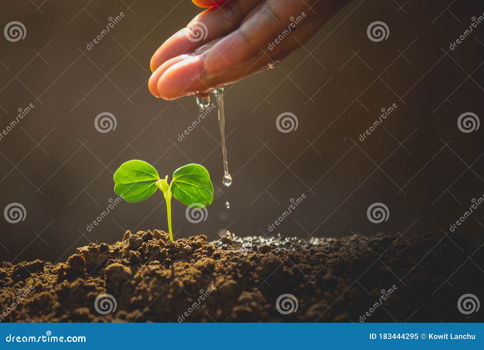 earth day concept. drop water on hand for growing tree. protect the environment.