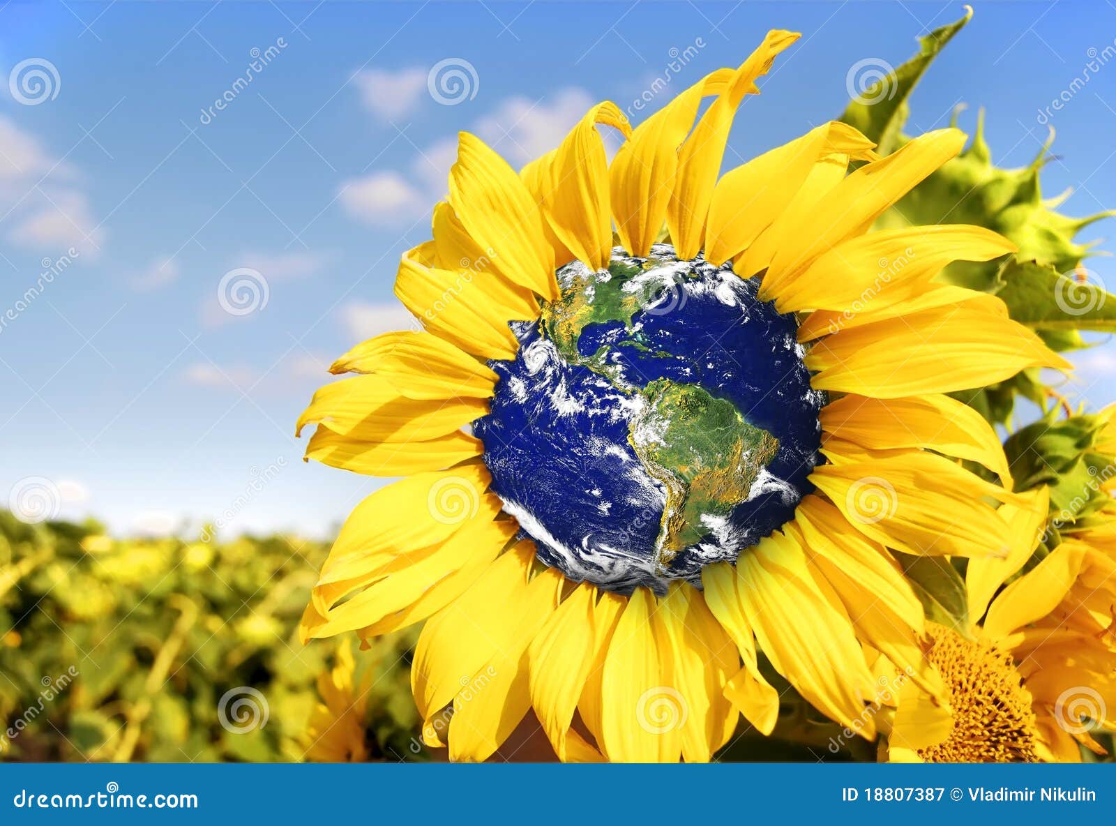 earth sunflower sandal