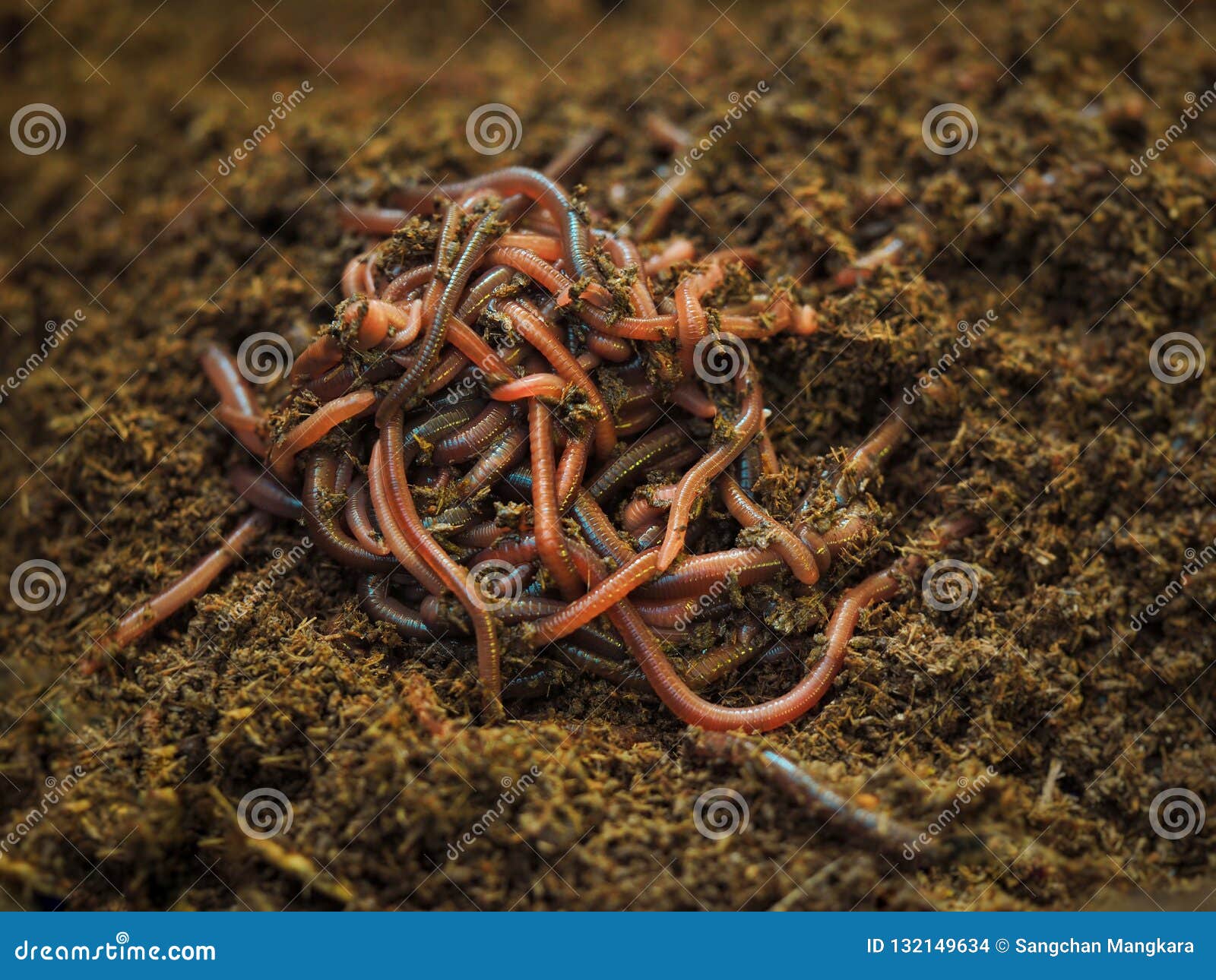 4,218 Soil Worm Stock Photos - Free & Royalty-Free Stock Photos