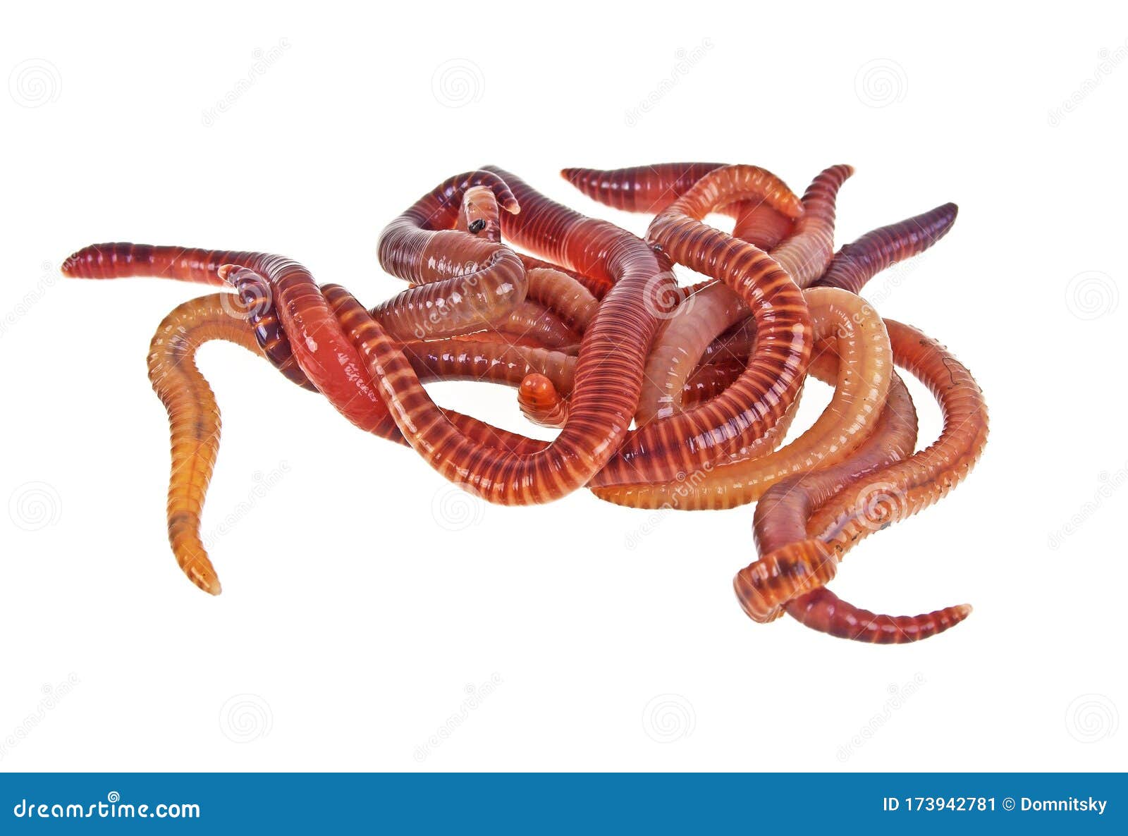 Earth Worms on a White Background Stock Image - Image of close, group:  173942781