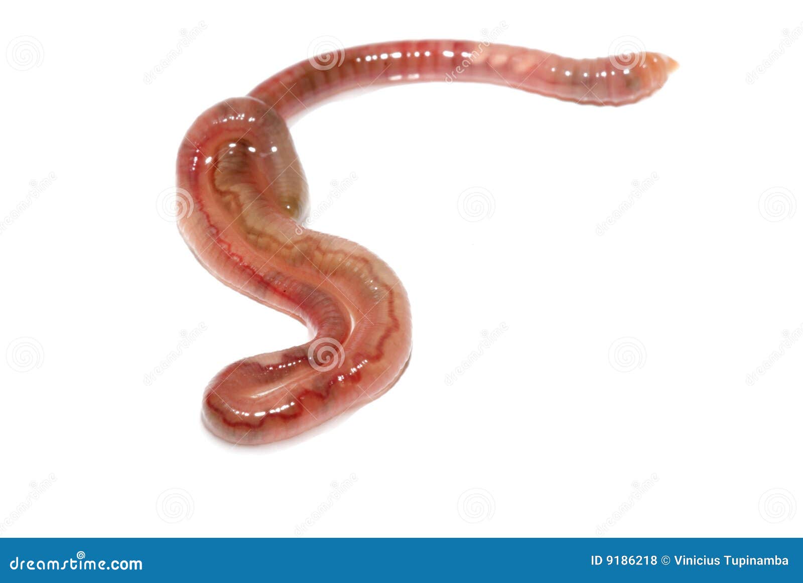 EarthWorm stock photo. Image of fishing, macro, white 9186218