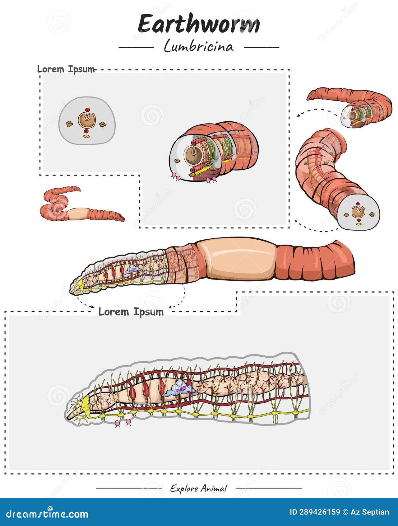 Earthworm Anatomy template stock vector. Illustration of cycle