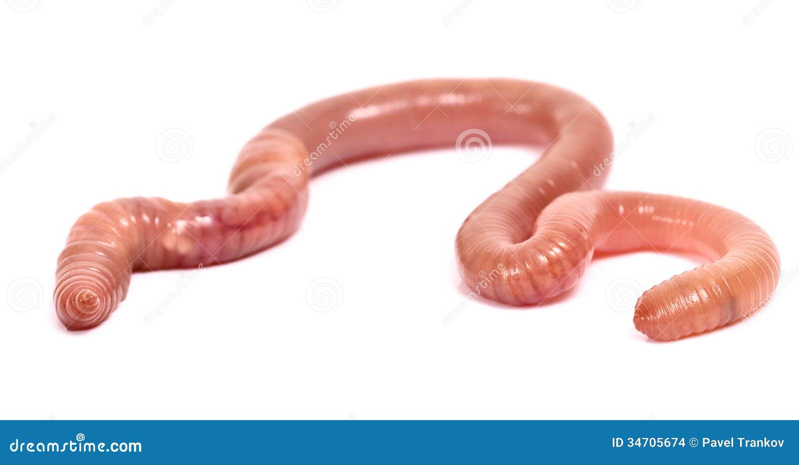 download biggest earthworms download biggest earthworms