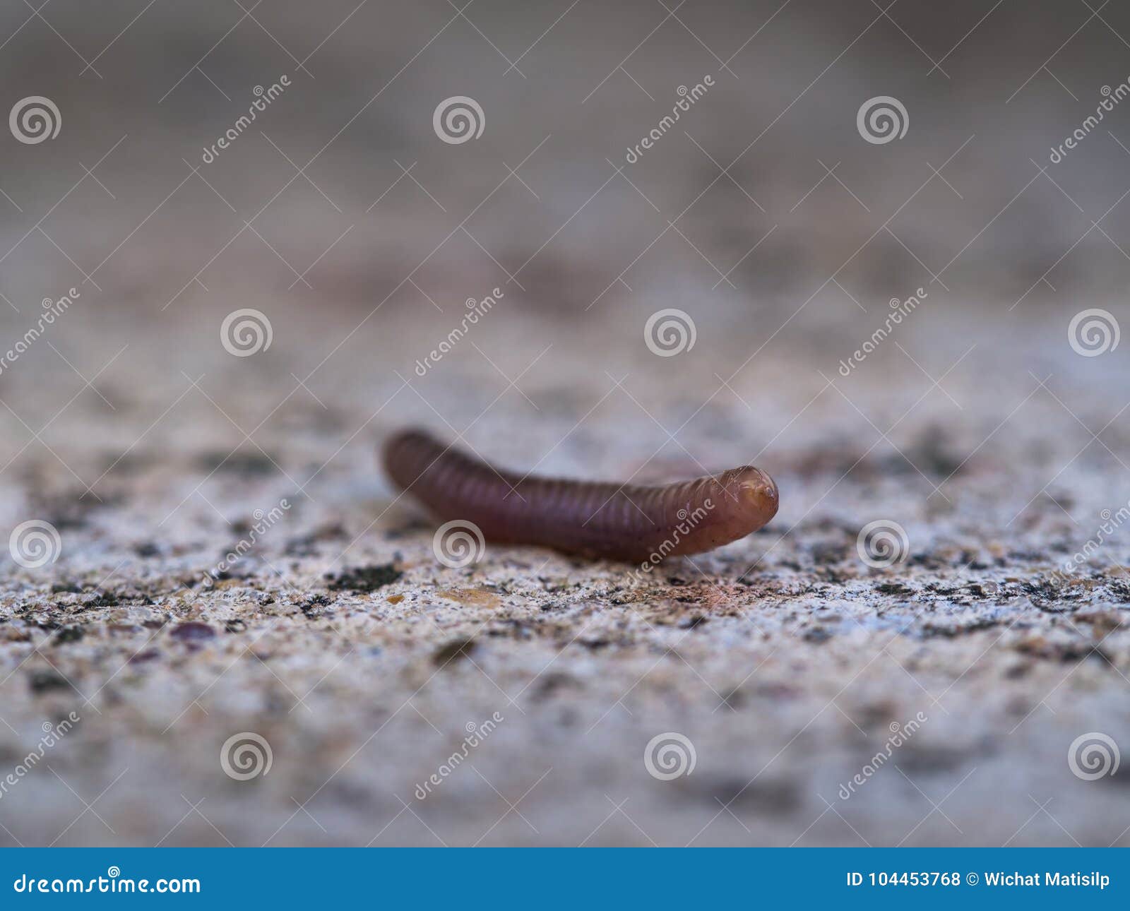 The Earthworm Crawling stock photo. Image of background 104453768