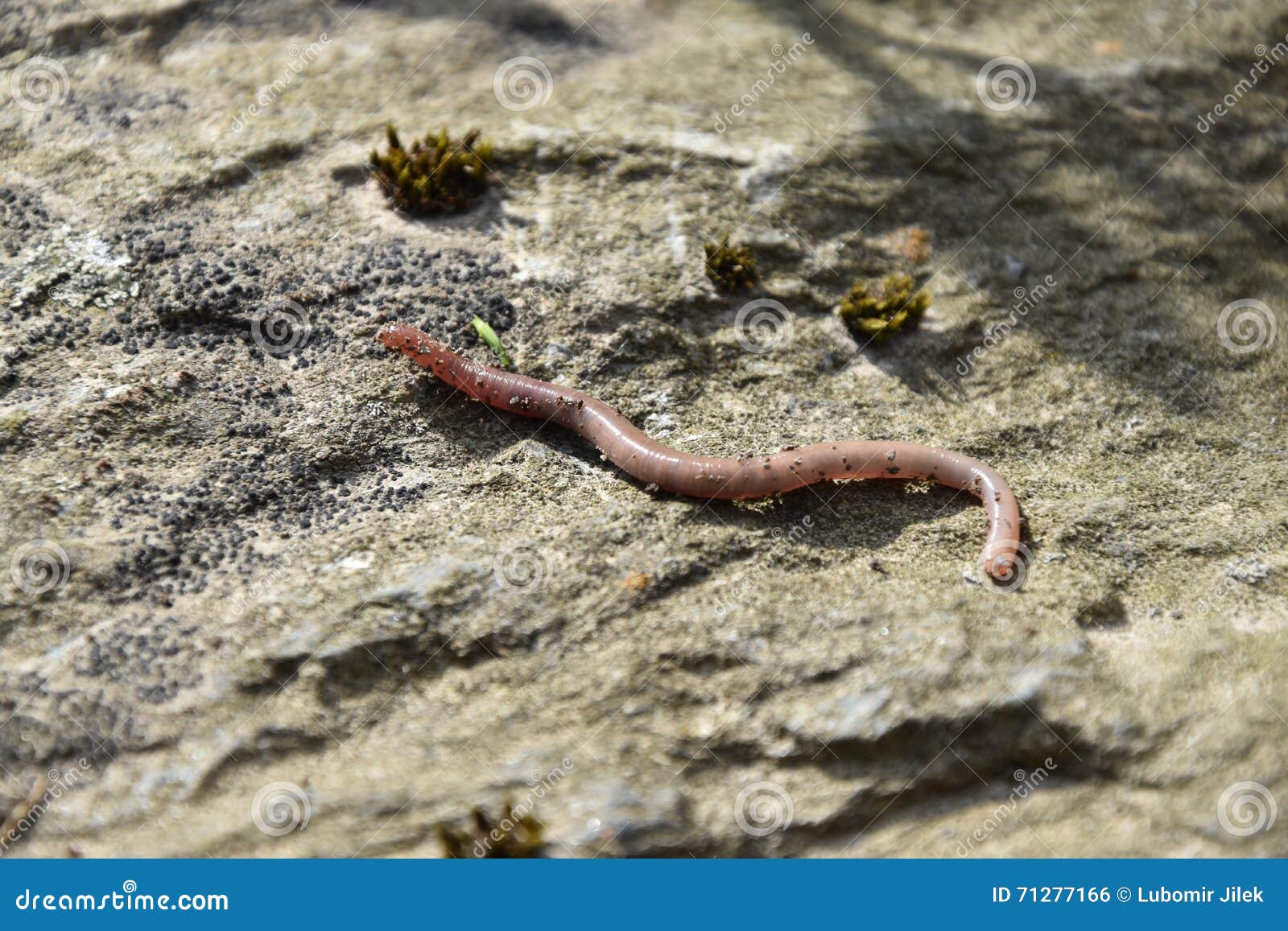 Earthworm Crawling Stone Stock Photos Free & RoyaltyFree Stock