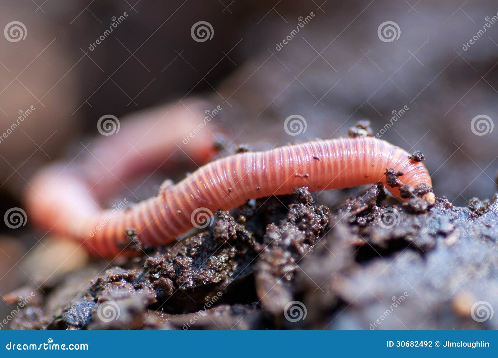 2,225 Earthworm Soil Stock Photos - Free & Royalty-Free Stock Photos from  Dreamstime