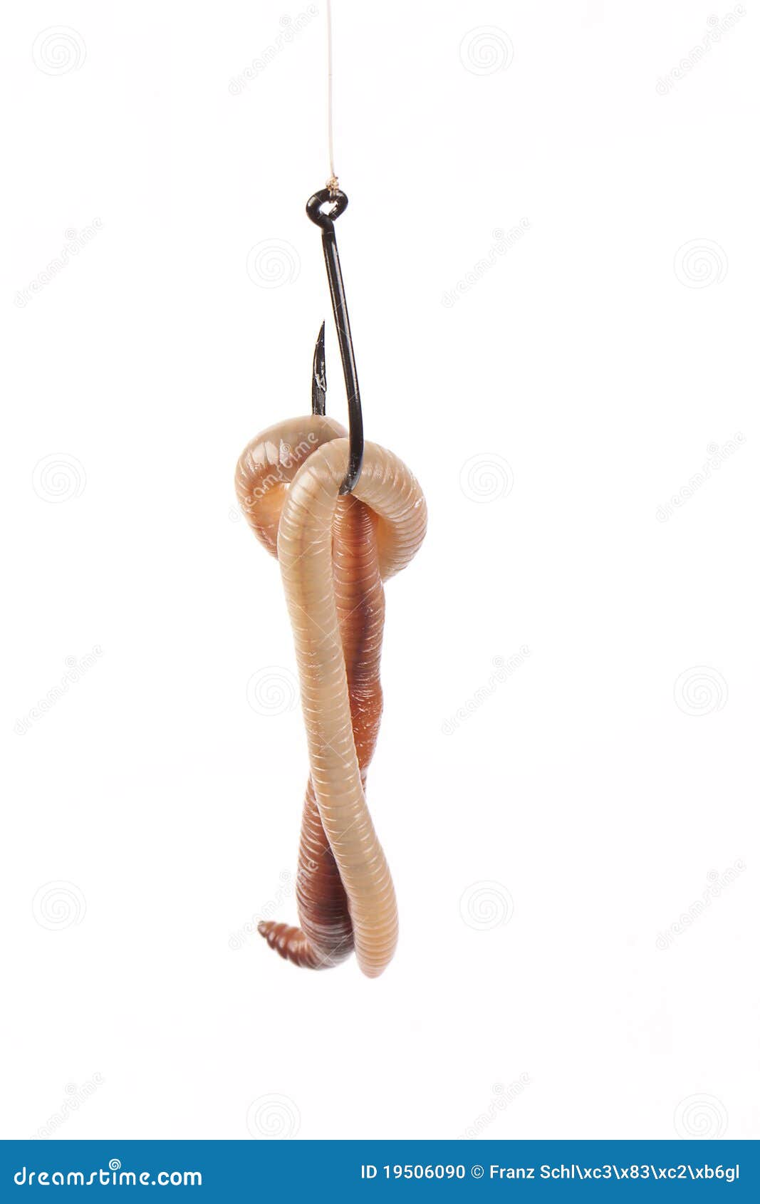 Earthworm on Fishing Hook stock photo. Image of insect - 19506090