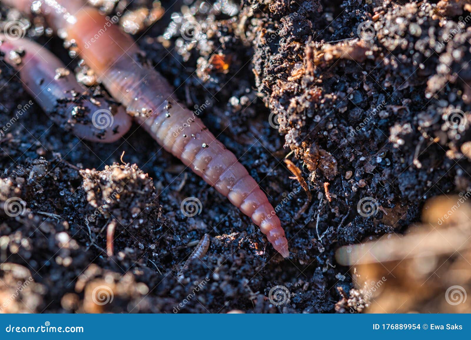 download worm soil download worm soil