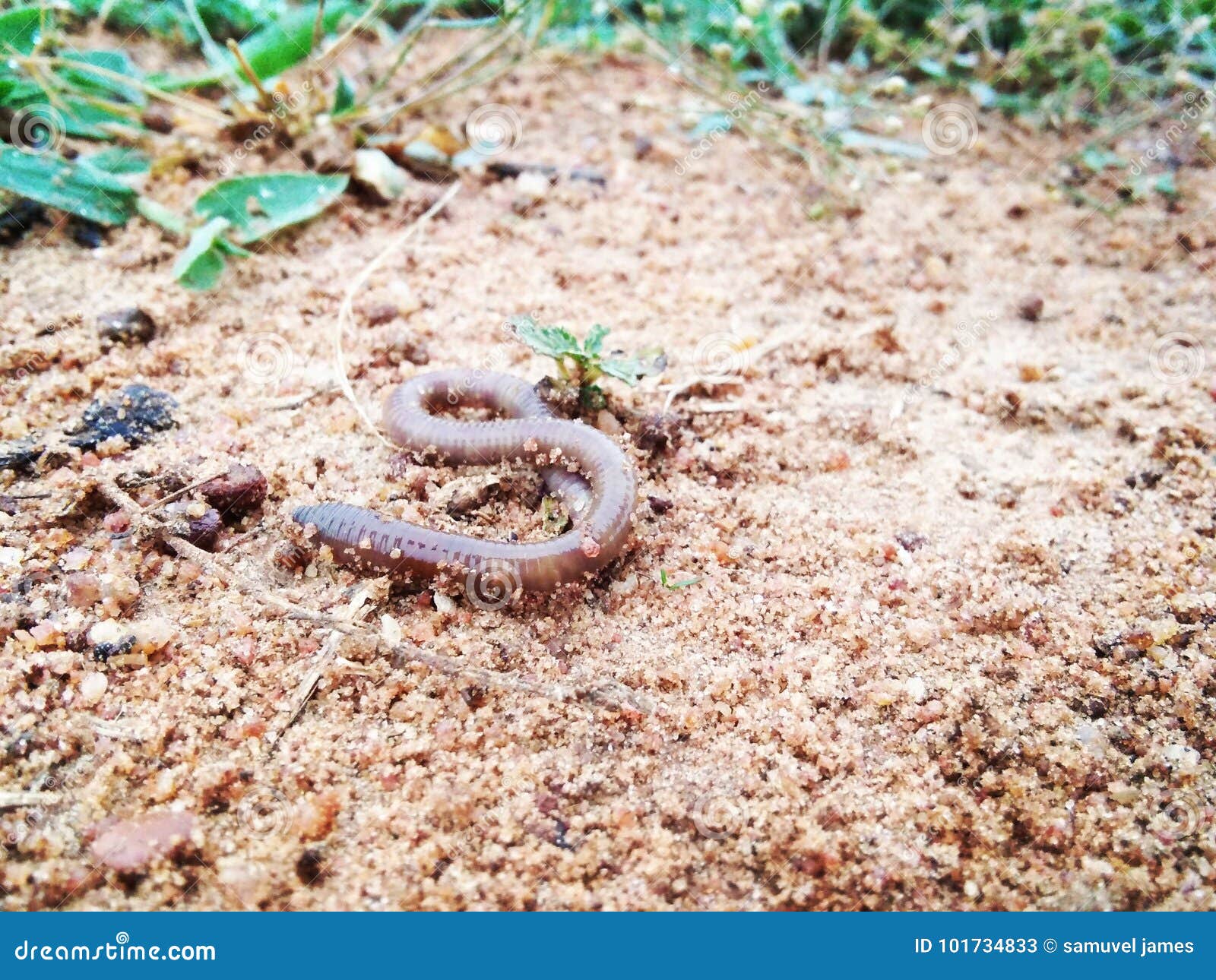 Earthworm stock image. Image of insect, earthworm, nature 101734833