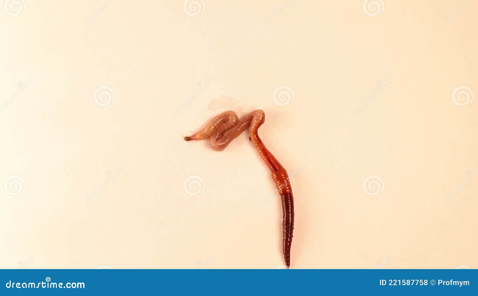 Earthworm Isolated on a White Background. it`s Also Called Red Worm  Dendrobaena Stock Footage - Video of boat, eisenia: 221587758