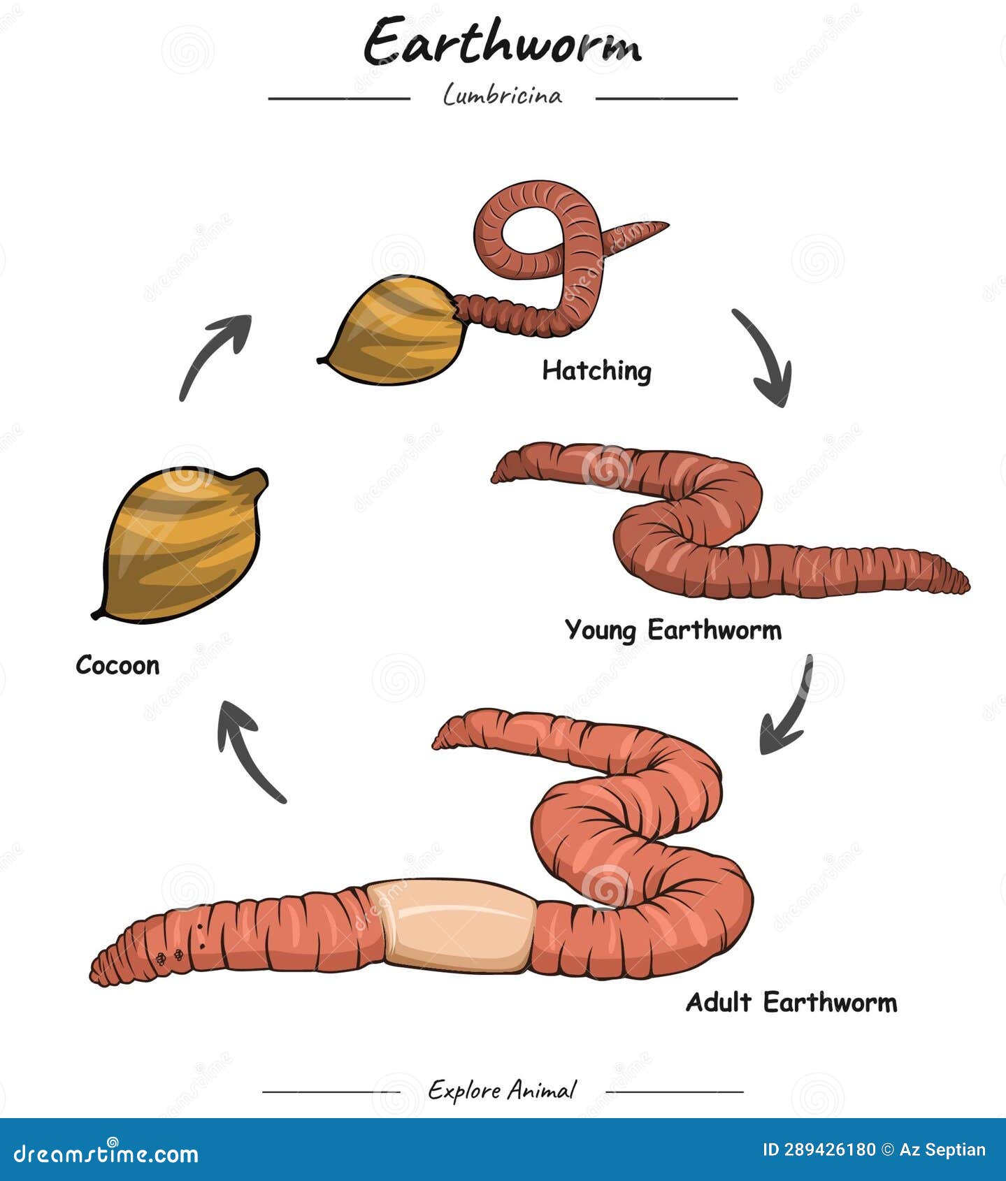 Earthworm life cycle stock vector. Illustration of ecology - 289426180