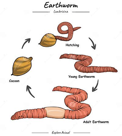 Earthworm life cycle stock vector. Illustration of ecology - 289426180