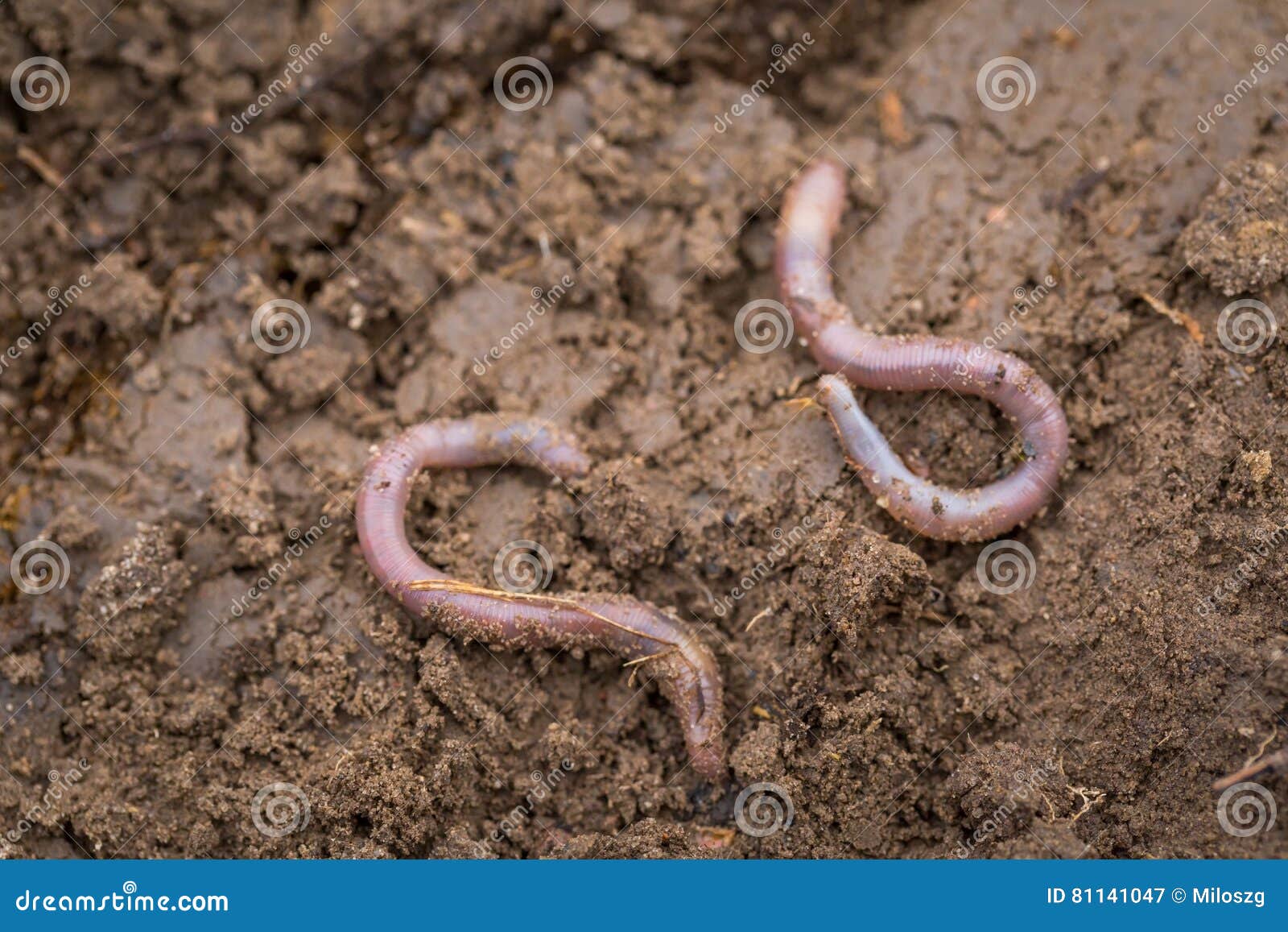 4,218 Soil Worm Stock Photos - Free & Royalty-Free Stock Photos from  Dreamstime