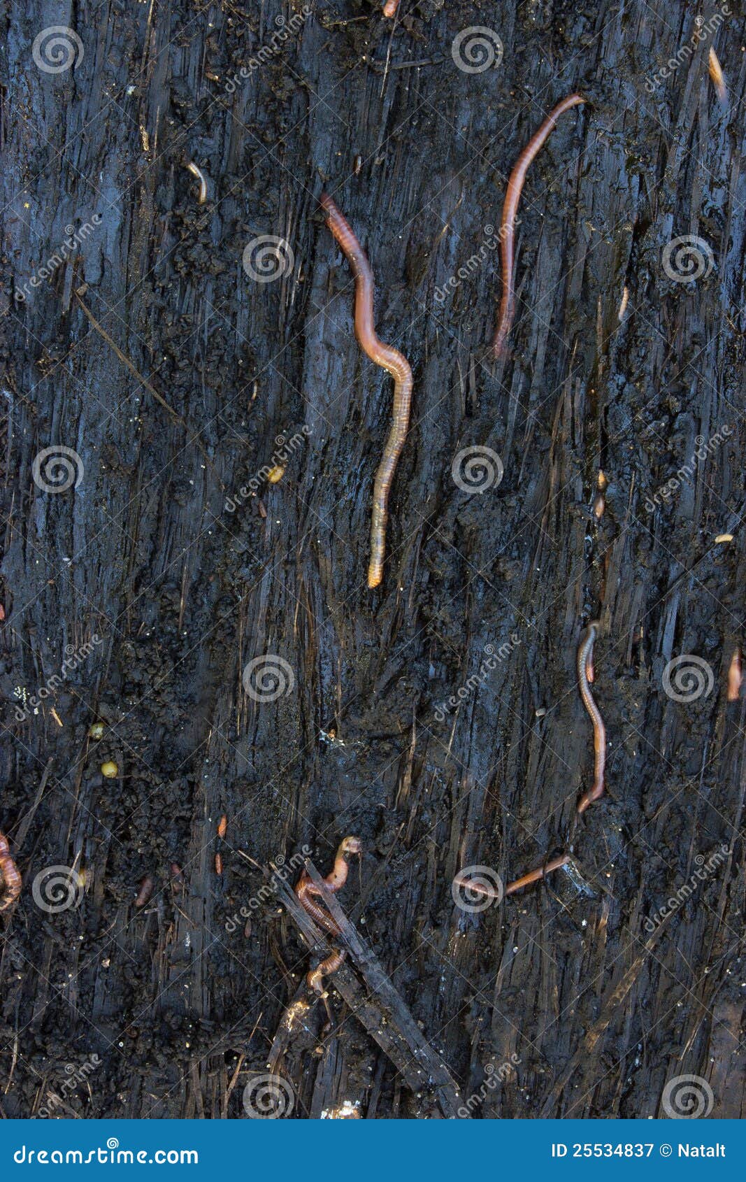 download worm soil download worm soil