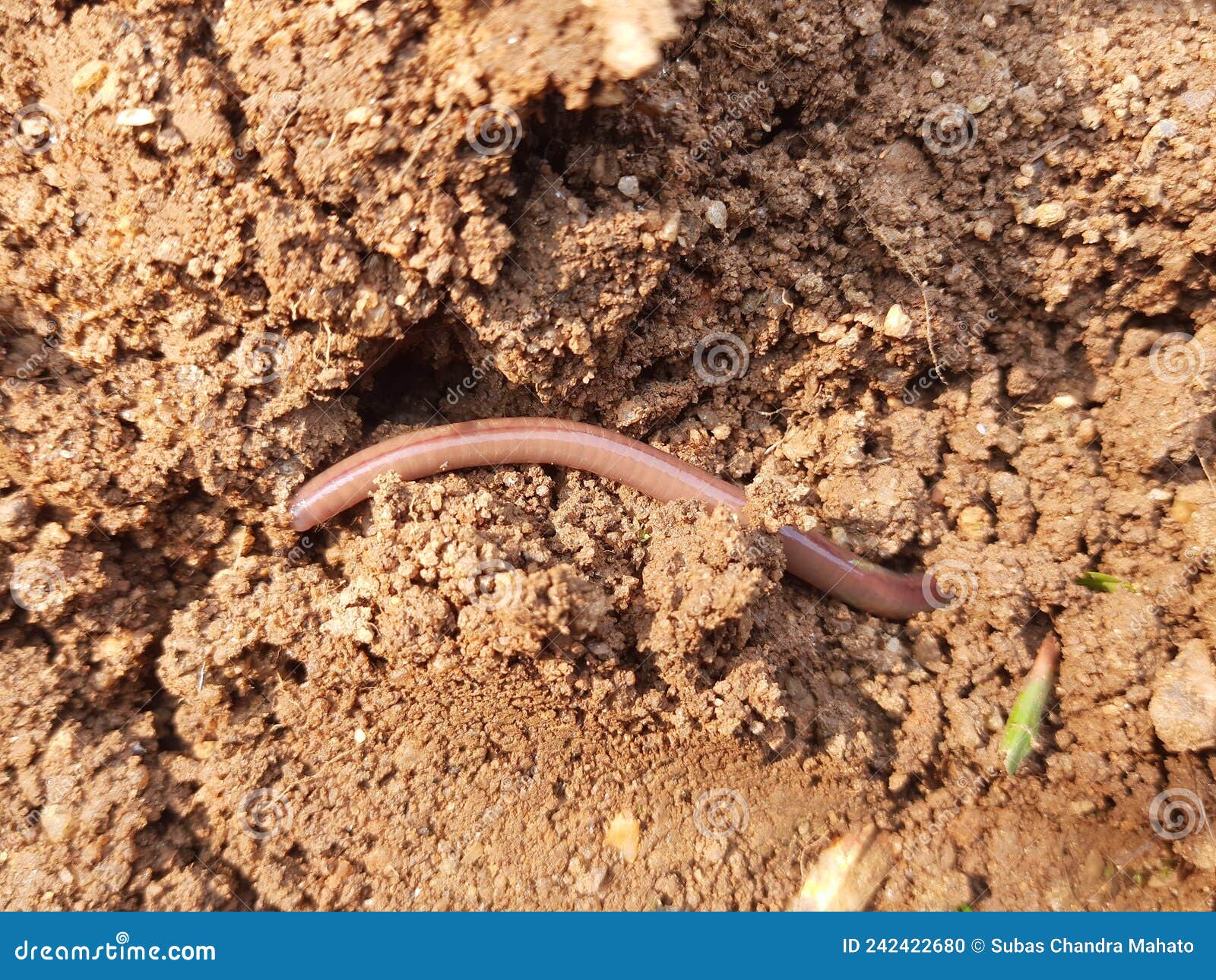 https://thumbs.dreamstime.com/z/earthworm-soil-a-earthworm-is-terrestrial-invertebrate-belongs-to-phylum-annelida-found-all-over-world-242422680.jpg
