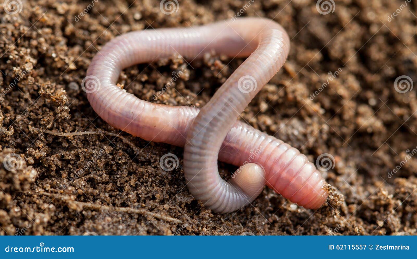 Earthworm in soil stock image. Image of earthworm, wriggle 62115557