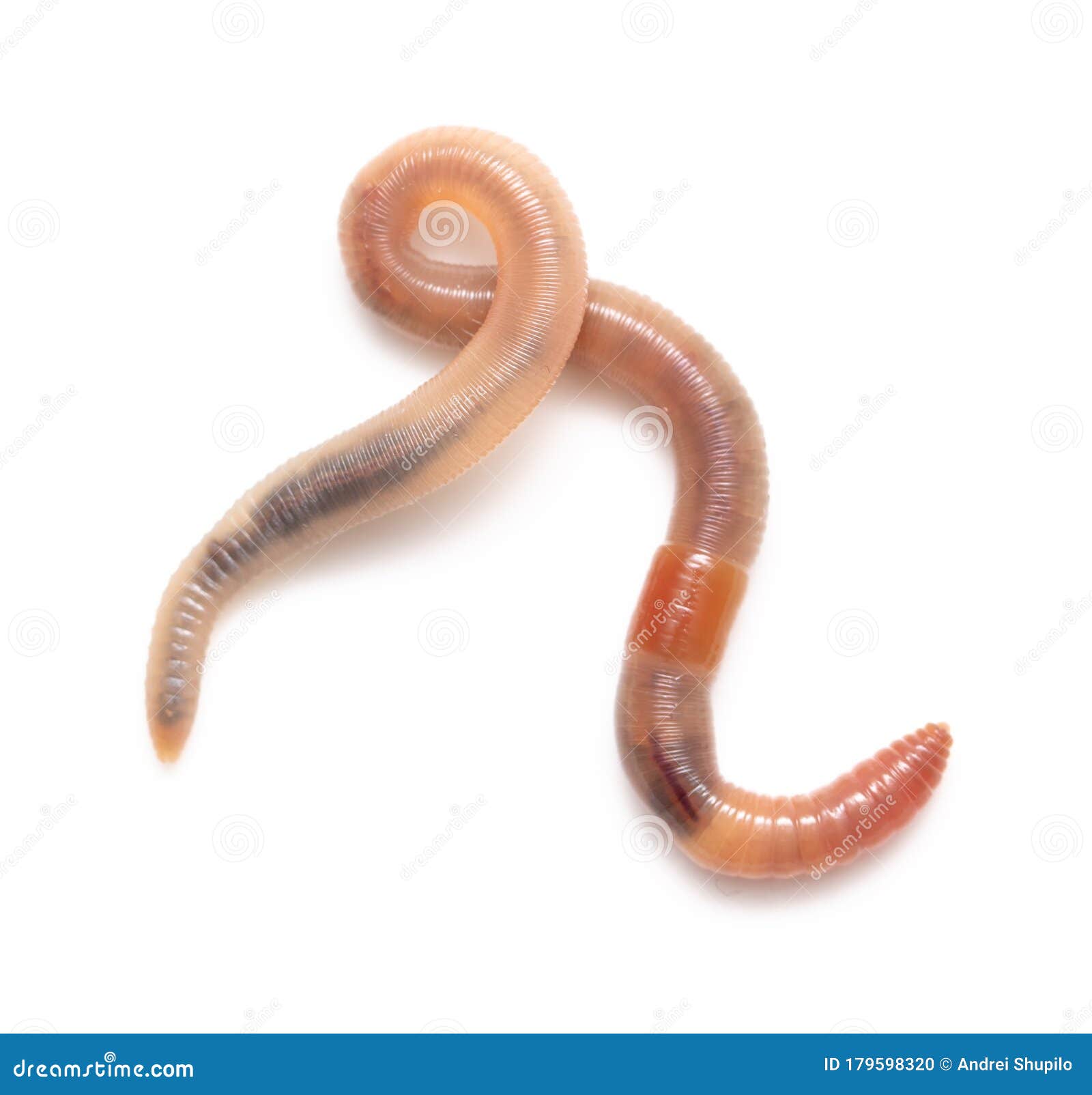 1,604 Earthworm Isolated White Background Stock Photos - Free & Royalty-Free  Stock Photos from Dreamstime