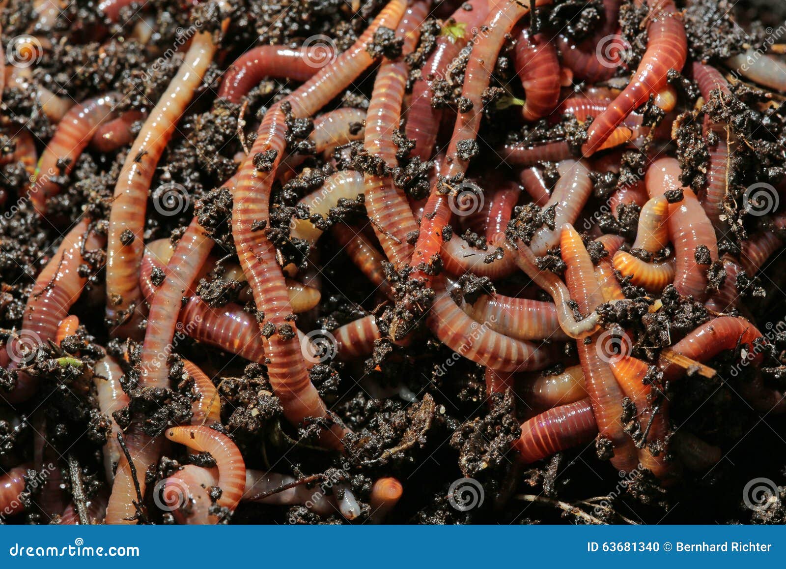download earthworms for sale download earthworms for sale