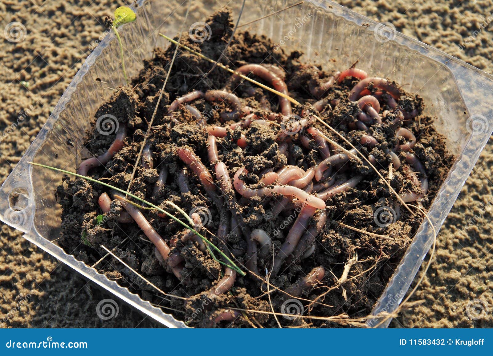 Earthworms as fishing bait stock photo. Image of trapping 11583432