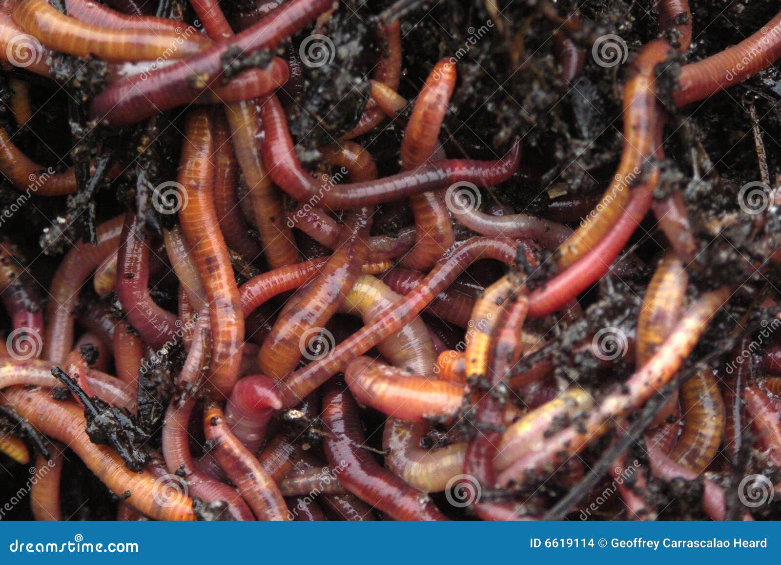 395 Manure Worms Stock Photos - Free & Royalty-Free Stock Photos from  Dreamstime