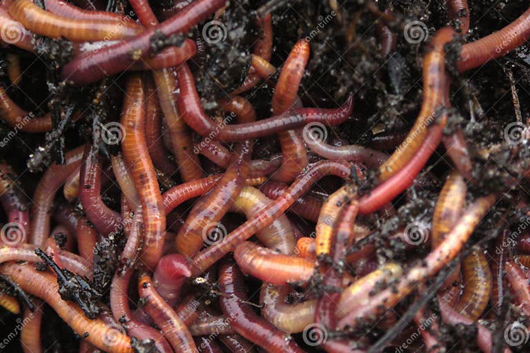 Earthworms in compost stock photo. Image of hermaphrodites 6619114