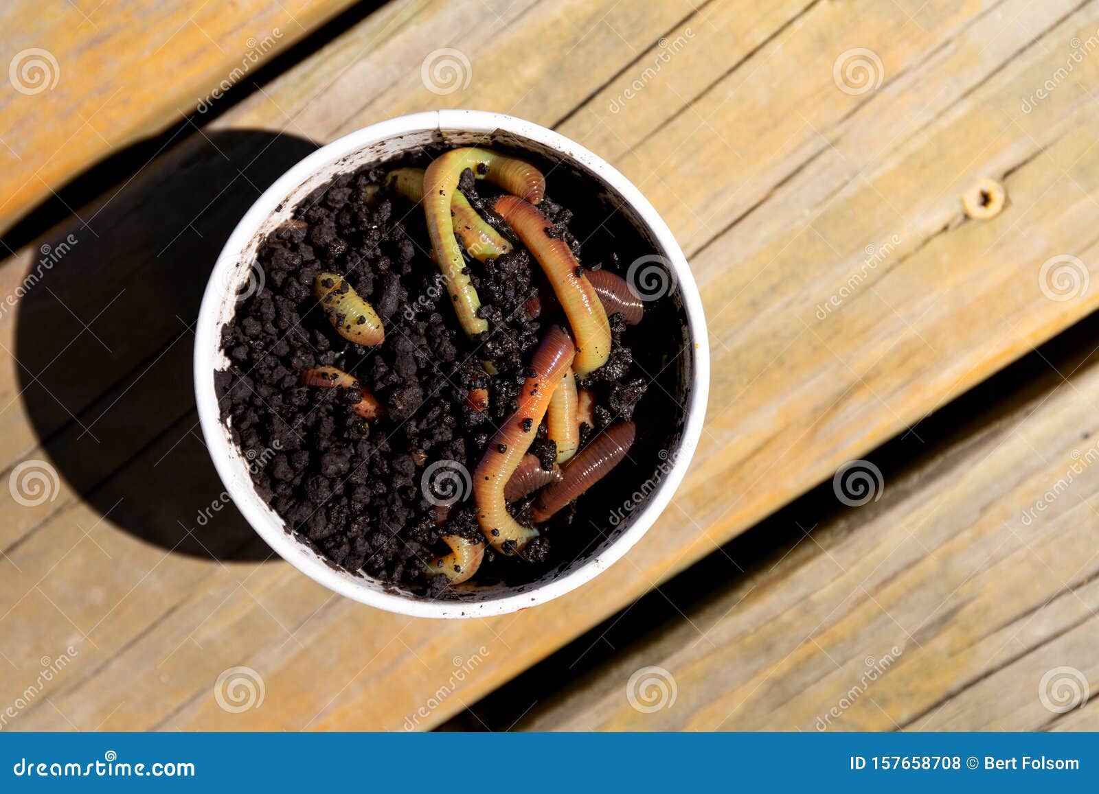 Container Earthworms Stock Photos - Free & Royalty-Free Stock