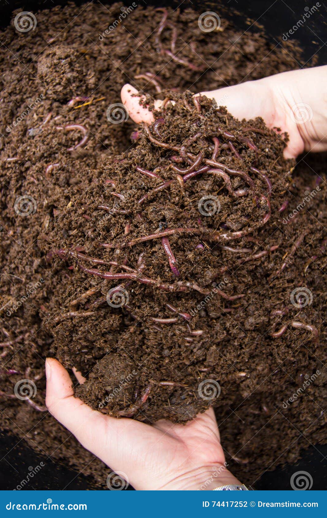 Worms African Night Crawler On Soils Stock Photo 581312476