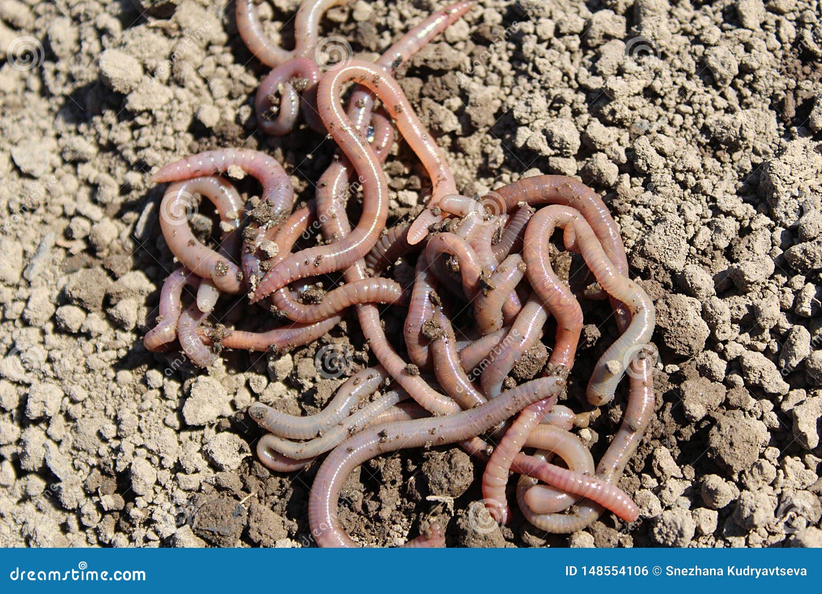 download earthworms for sale download earthworms for sale