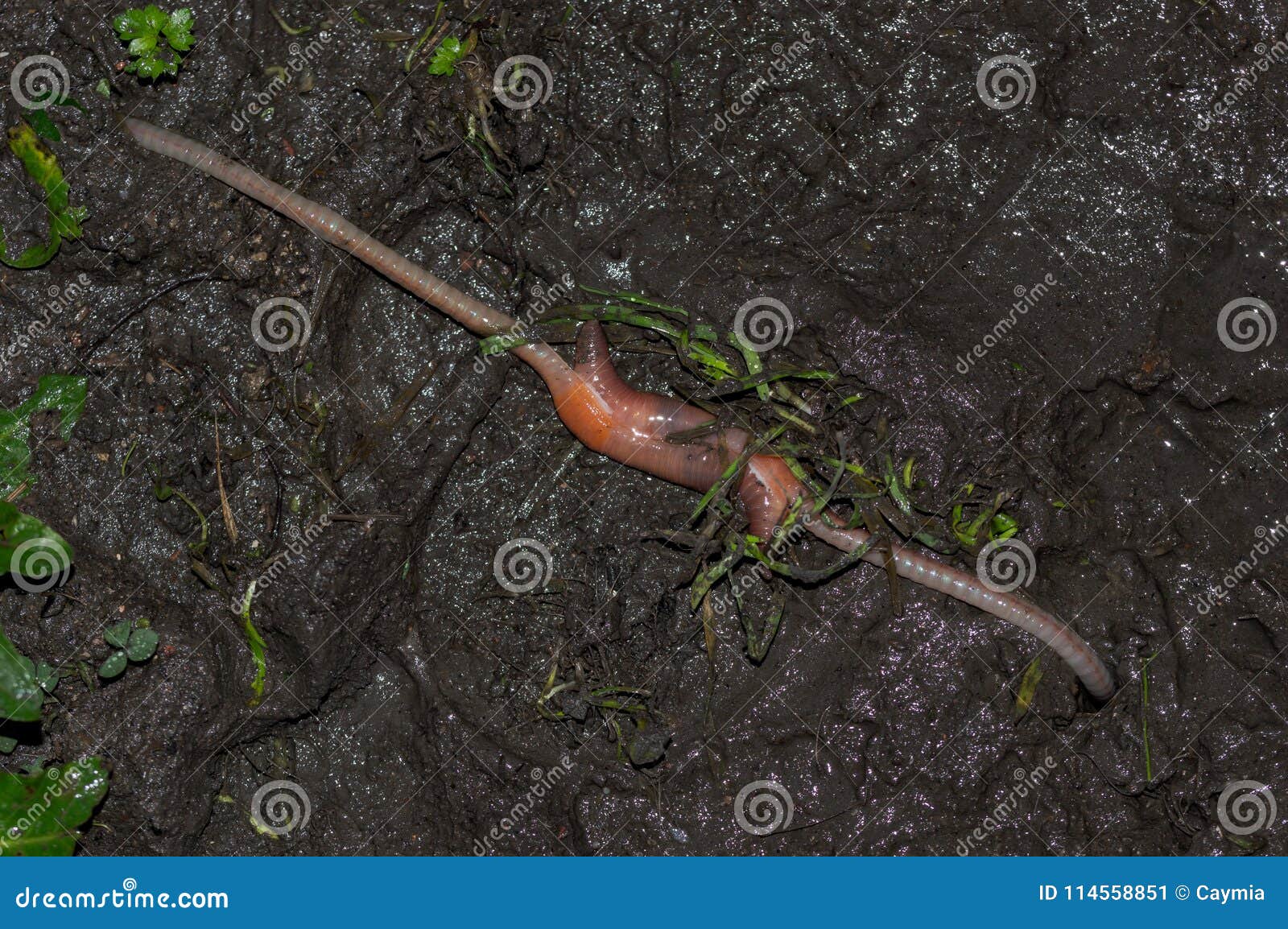 Earthworms Mating on Muddy Ground. Stock Image - Image of animals,  nightcrawler: 114558851