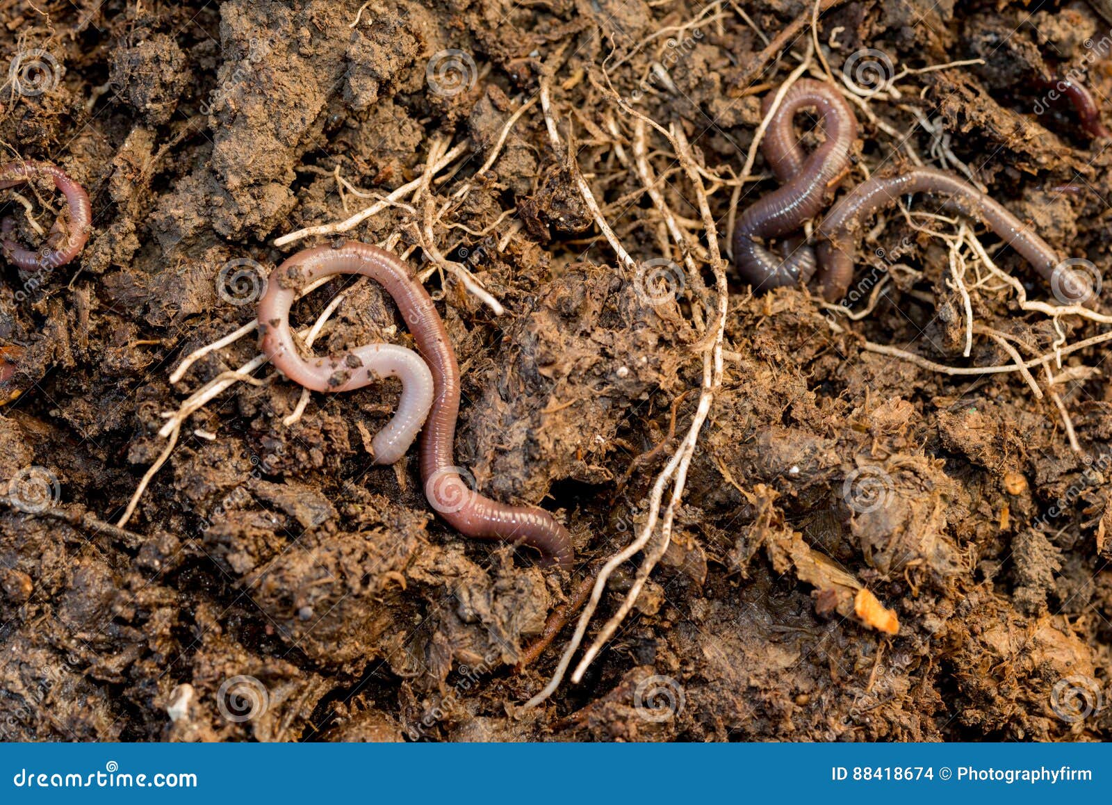 Earthworms Roaming Around Pile of Compost Stock Photo Image of