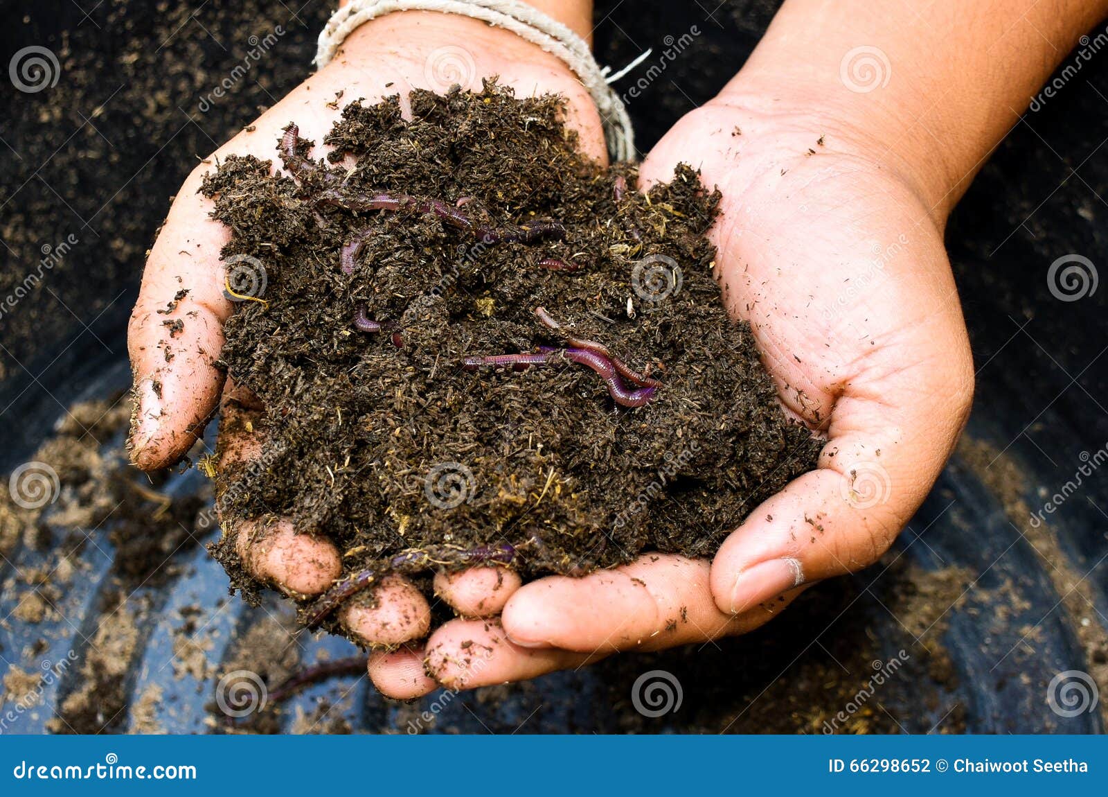 earthworms in soil