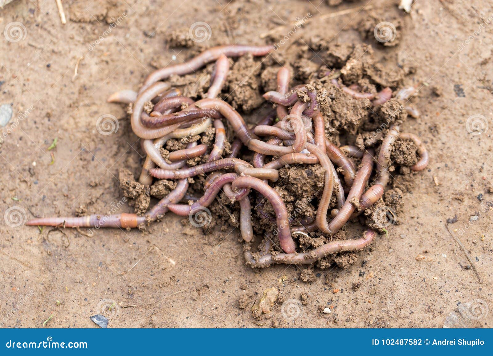 Earthworms In Soil With Dry Leaves RoyaltyFree Stock Image