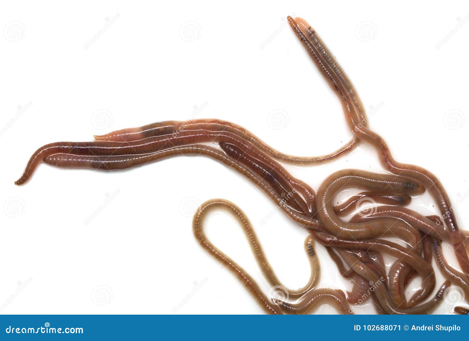 Earthworms on a White Background Stock Image Image of life, insect